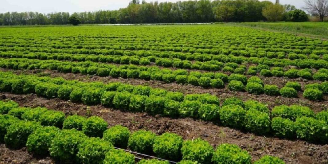 Doğu’nun Çukurovası’nda hasat heyecanı! 200 ton üzeri verim bekleniyor 5
